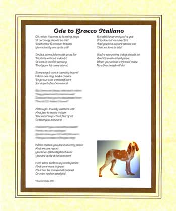 Ode to a Bracco Italiano